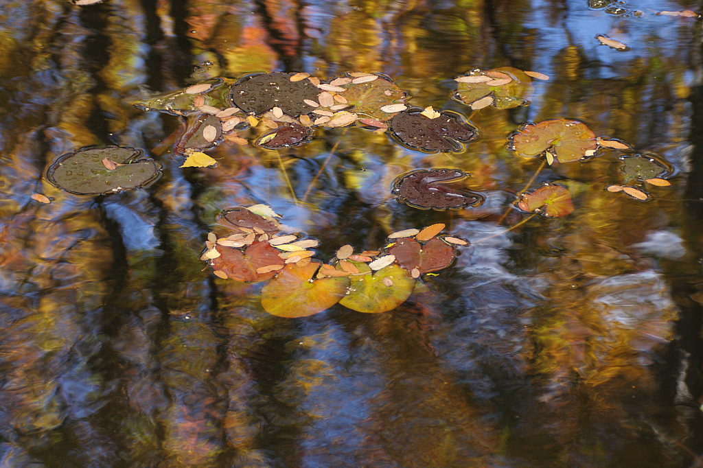 The ochre and tan pond