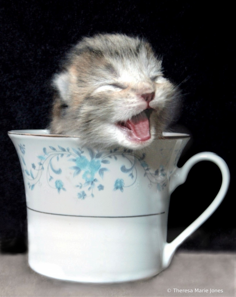 Cup of Catfee - ID: 15869666 © Theresa Marie Jones