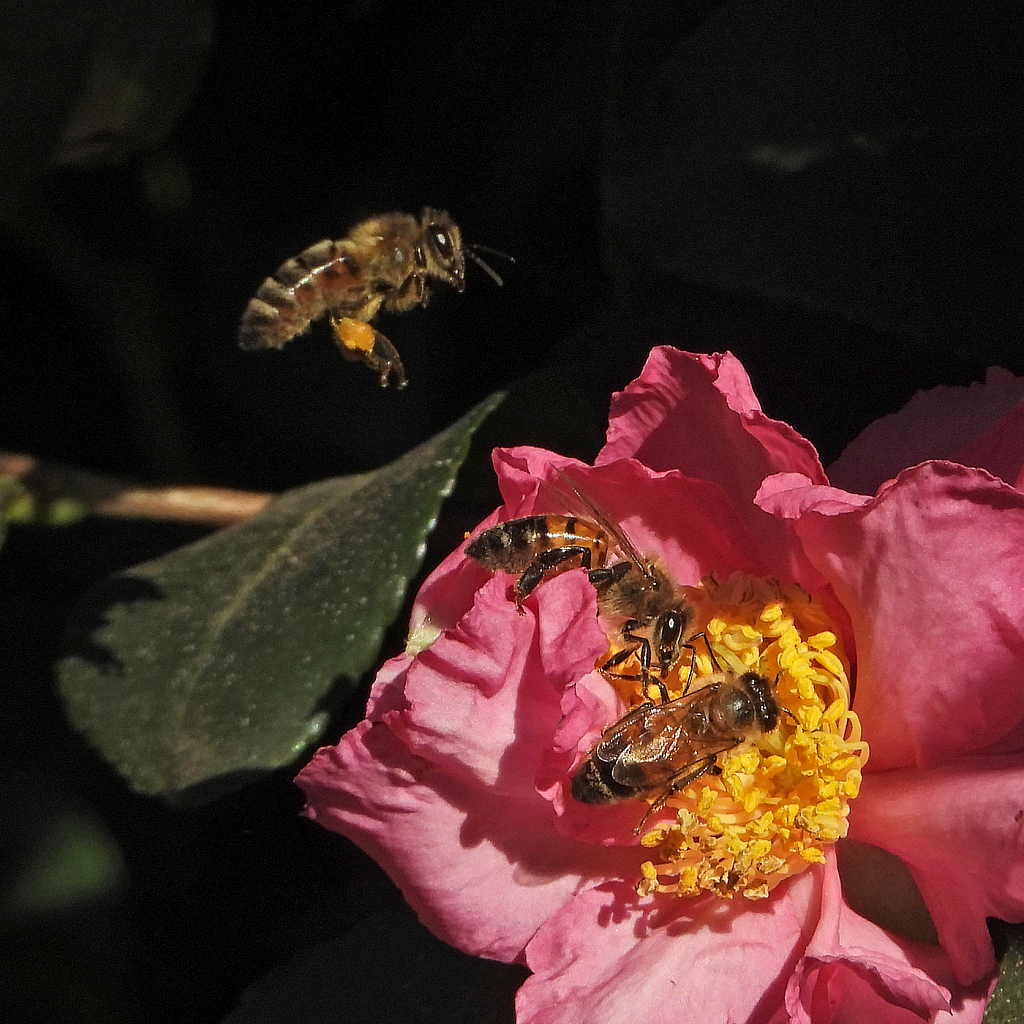 Popular Flower - ID: 15869732 © Janet Criswell