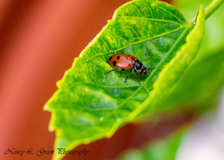 The Lady and the Leaf