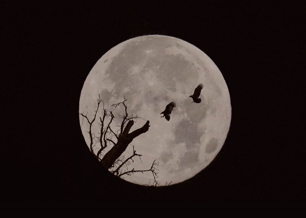 Turkey Vultures and A Full Moon