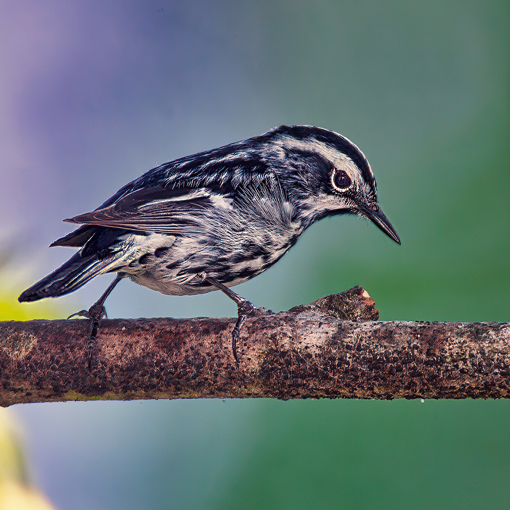 Trying to decide what to do next - ID: 15869835 © Janet Criswell