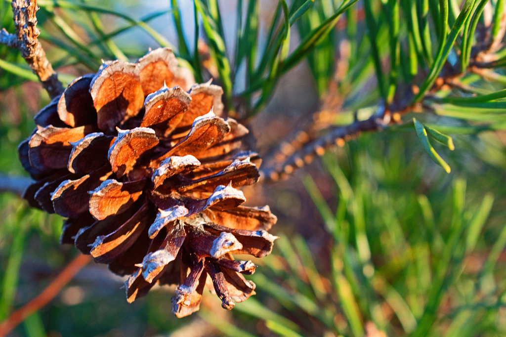 Pinecone With Copy Space
