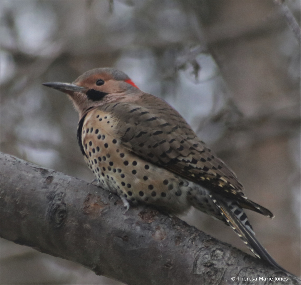 Northern  Flicker Woodpecker - ID: 15870068 © Theresa Marie Jones