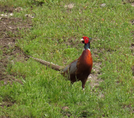 Pheasant In The Field