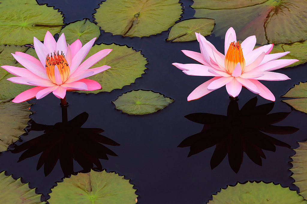 Pink Waterlilies and Shadows
