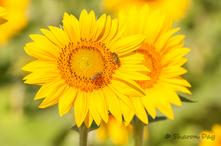 Summer Sunflower