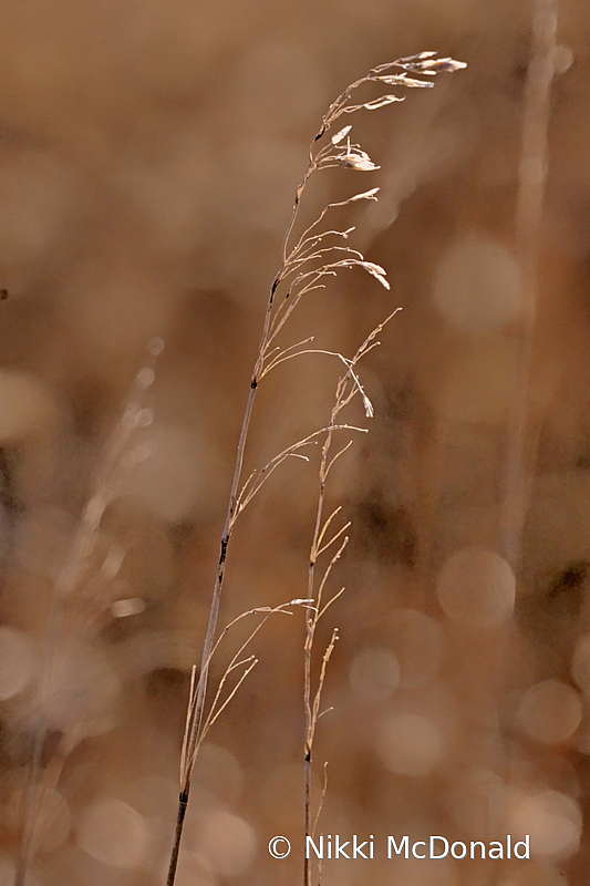 Autumn Walks, Prairie Grasses