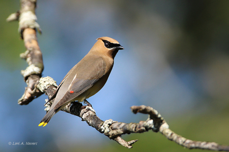 Cedar Waxwing 13