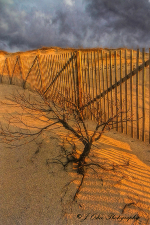 Dune Tree