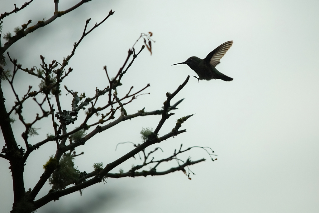 Hummer Landing