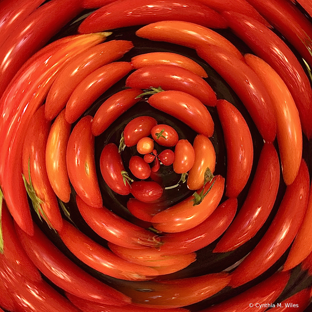 Tomatoes  - ID: 15870417 © Cynthia M. Wiles