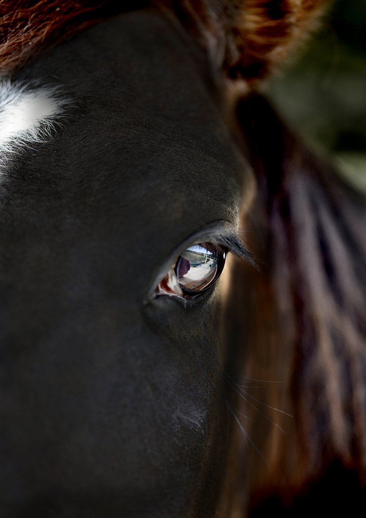 Eye To Eye with my filly.
