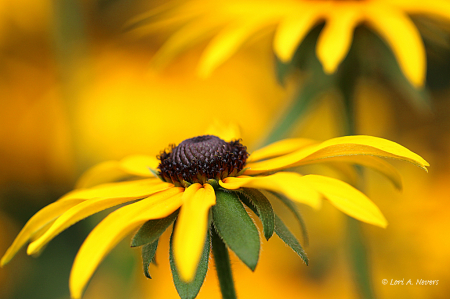 Black Eyed Susan 3