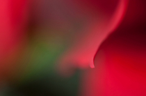 November 2020 Photo Contest 2nd Place Prize Winner