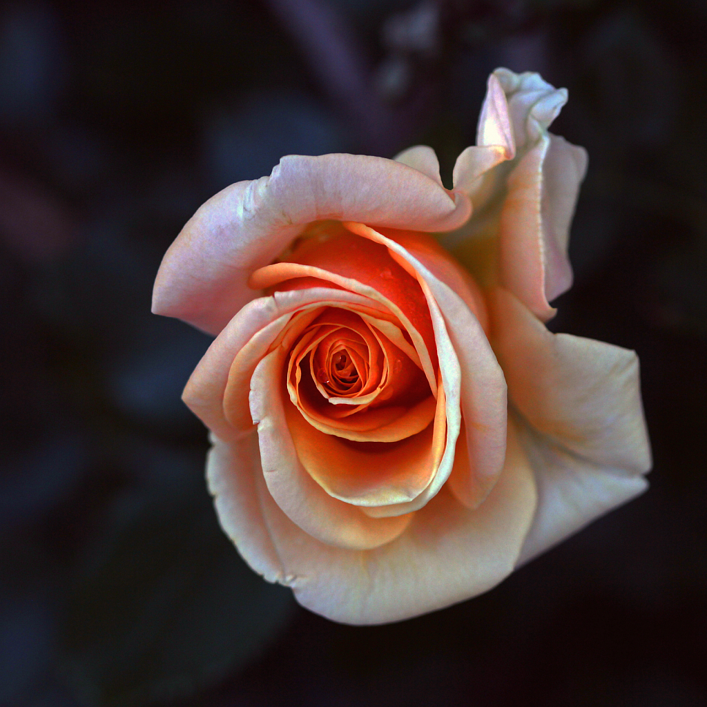 Another Peachy Rose