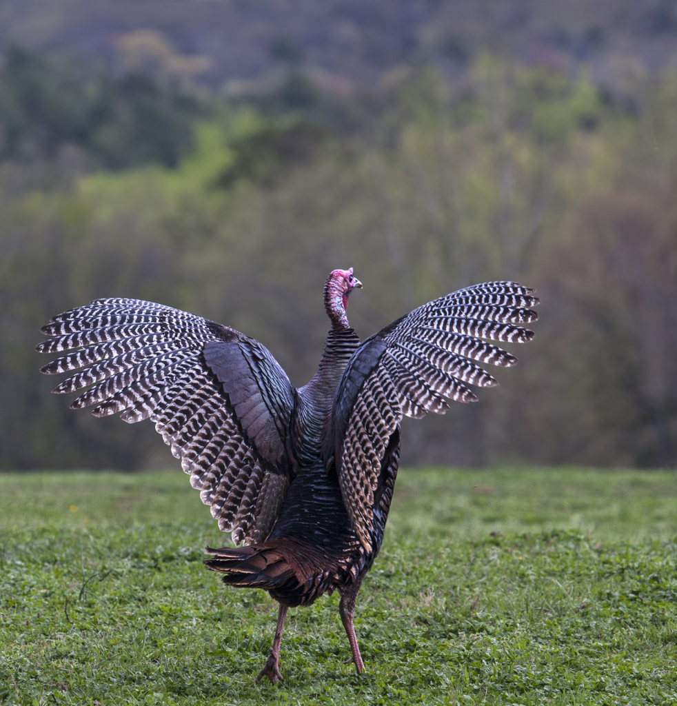 Run Turkey, Run!  