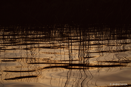 Lake Reeds at dusk.