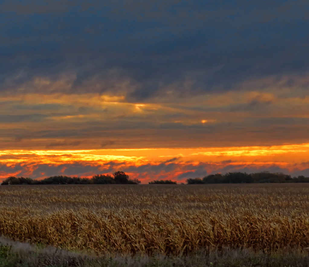 Sunrise Over Autumn Corn