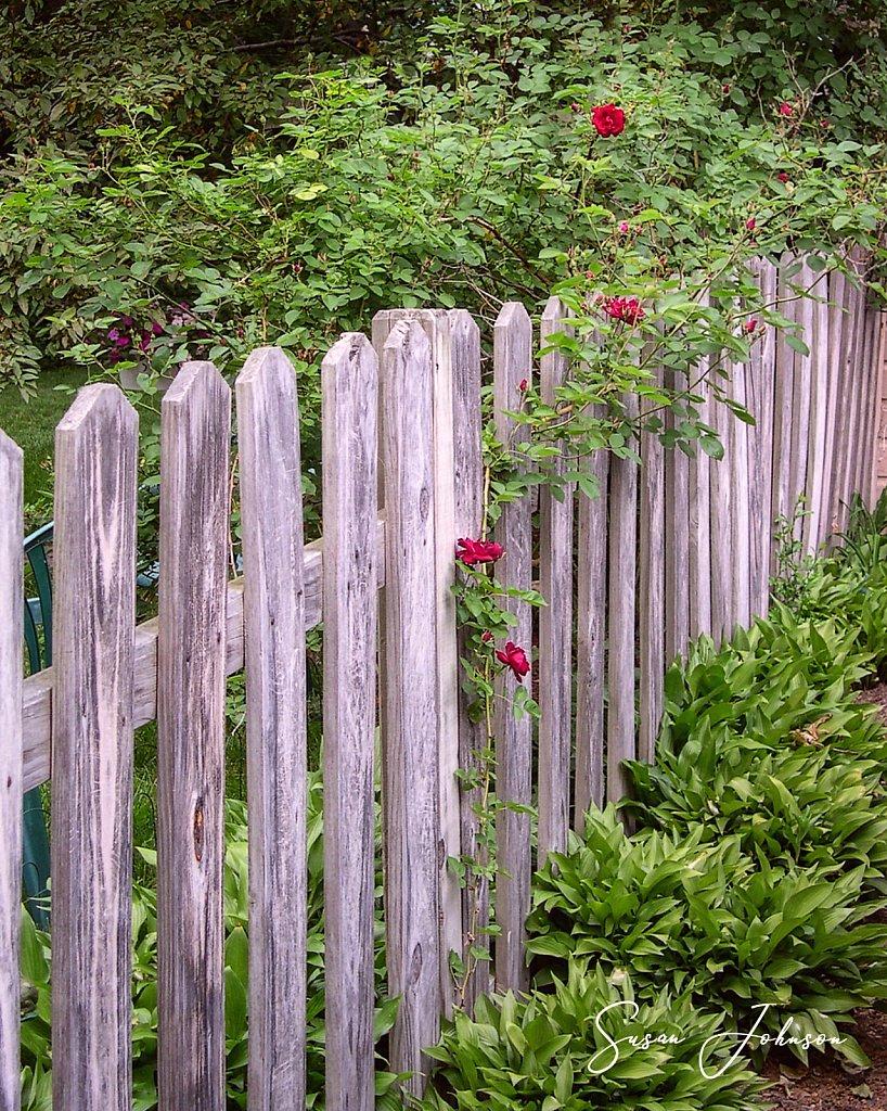 Backyard Boundary - ID: 15870792 © Susan Johnson