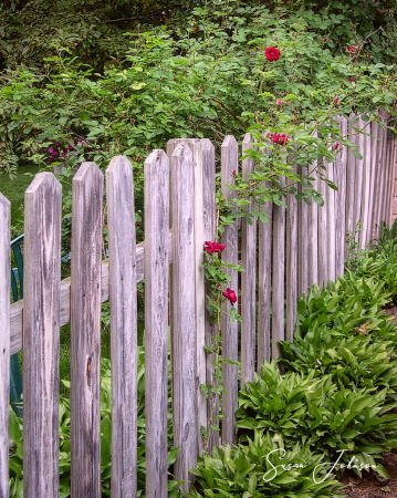 Backyard Boundary