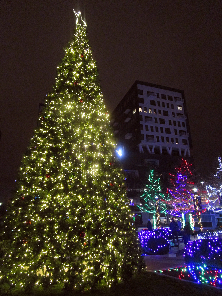 Seasonal lights - trees in the city