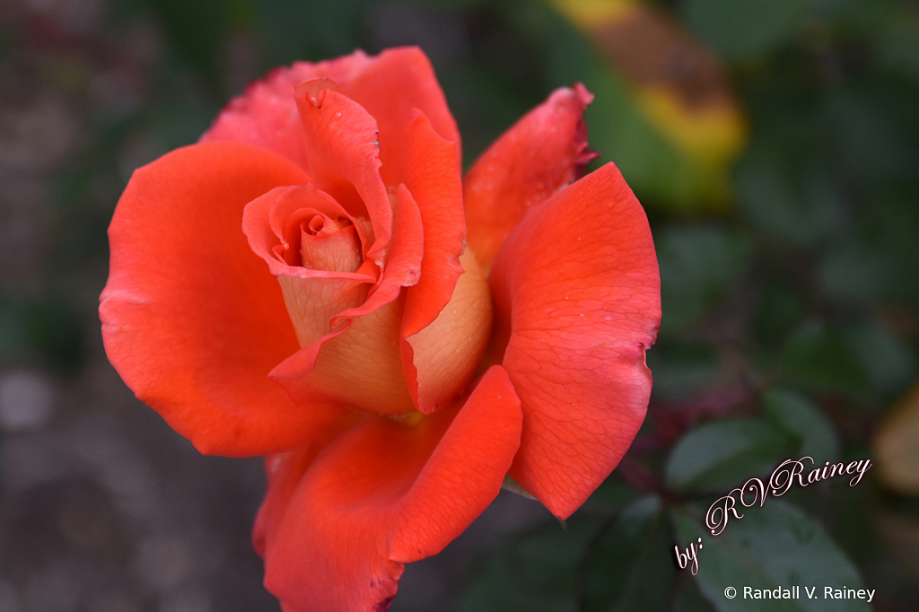 An Orange & Yellow Rose close-up...