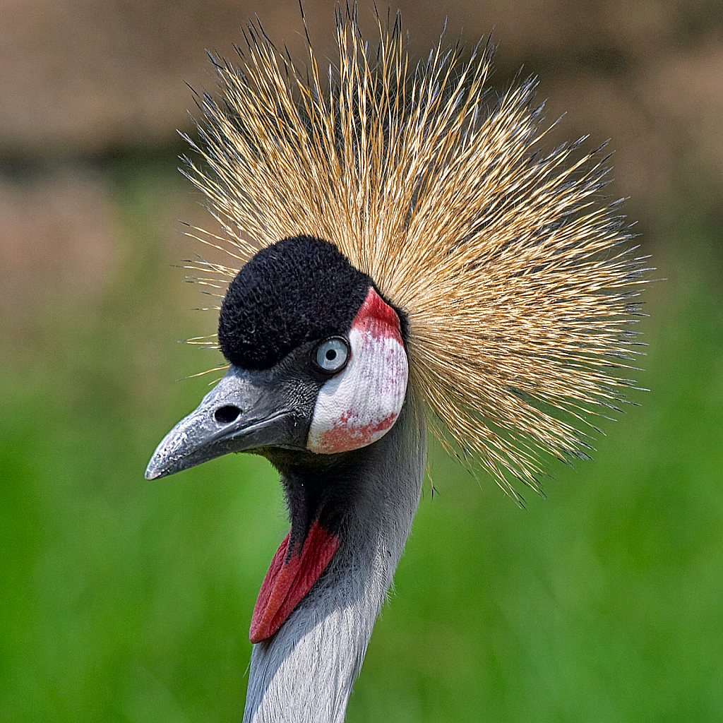 Grey Crowned Crane - ID: 15870740 © Janet Criswell