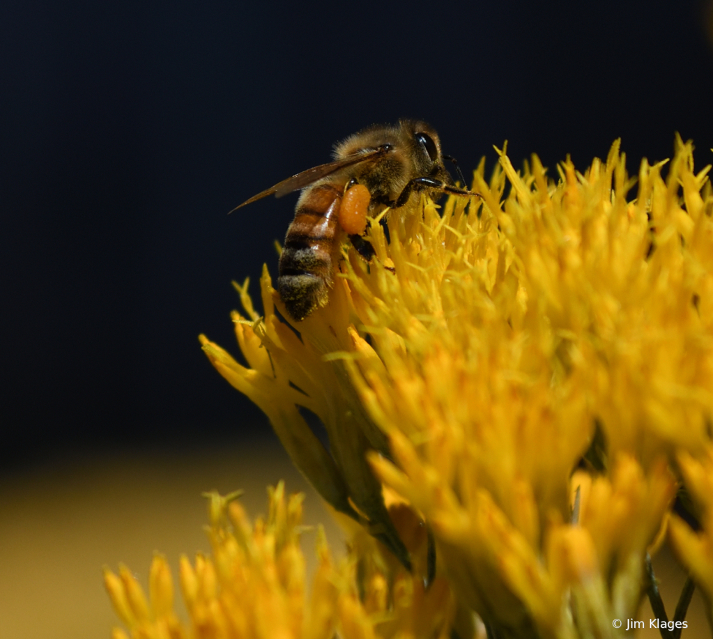 Bee in Rabbitbrush Blossom - ID: 15870811 © Jim Klages