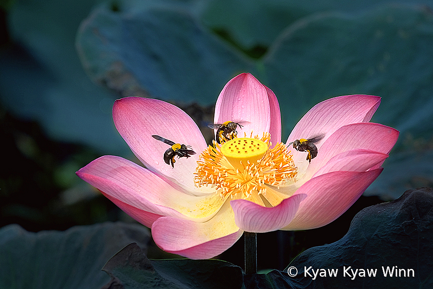 Still Life and Action - ID: 15870834 © Kyaw Kyaw Winn