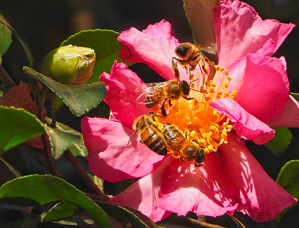 Teamwork - ID: 15870848 © Janet Criswell