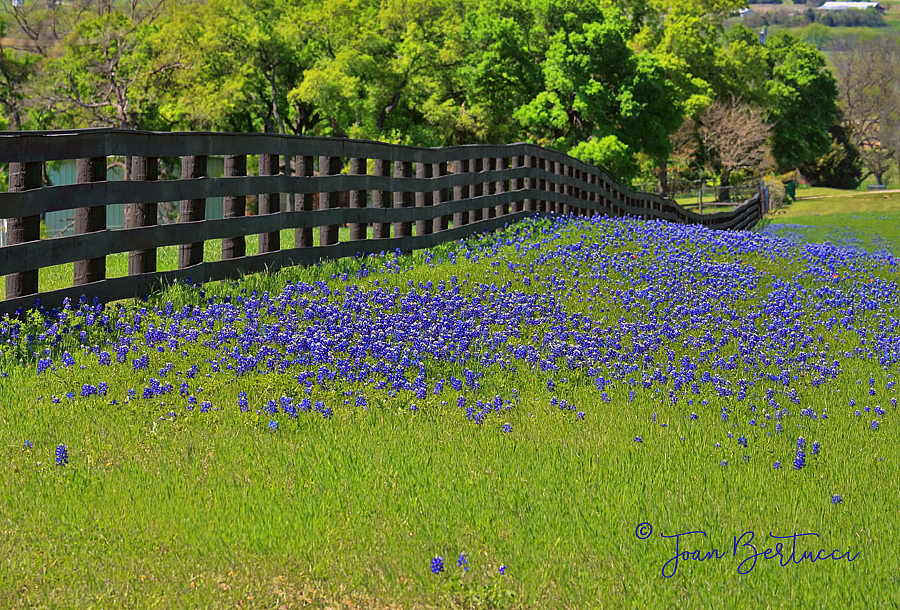 Fenced