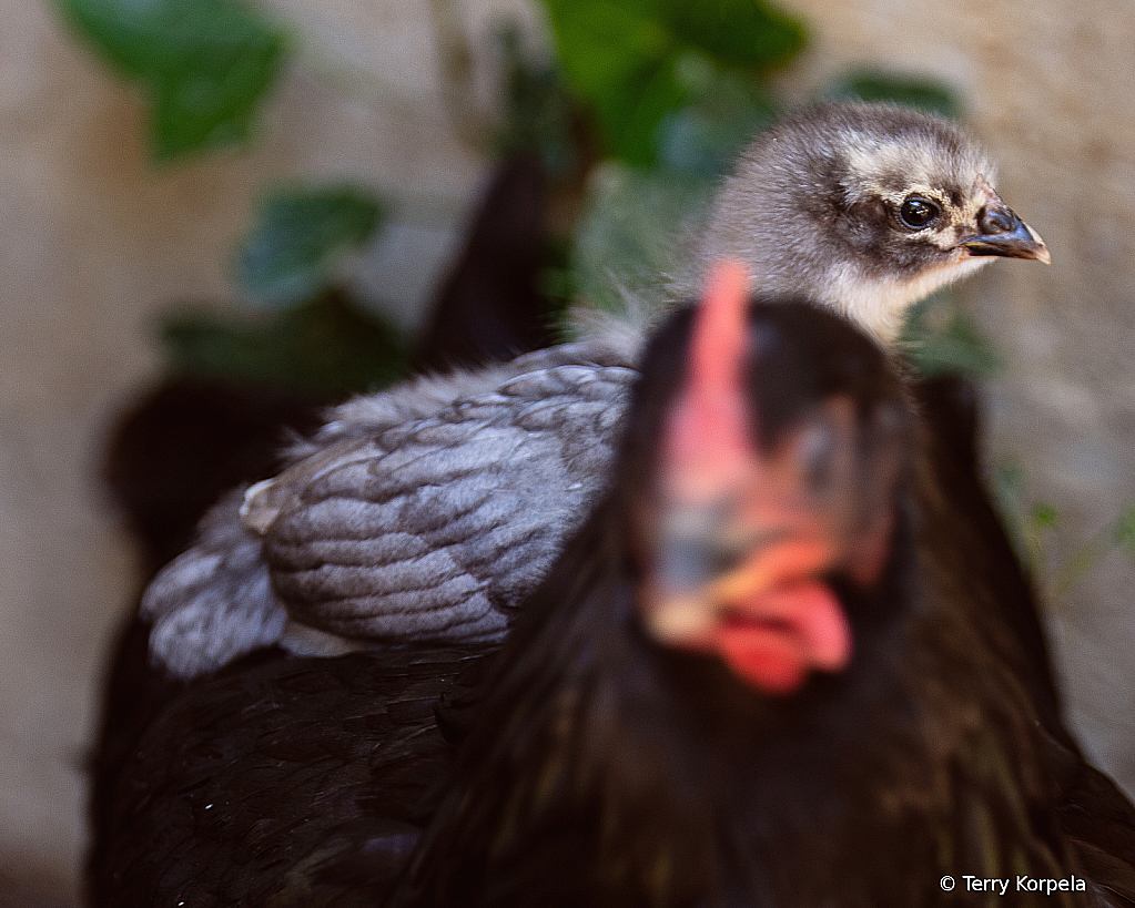 Select Focus on Baby Chicken