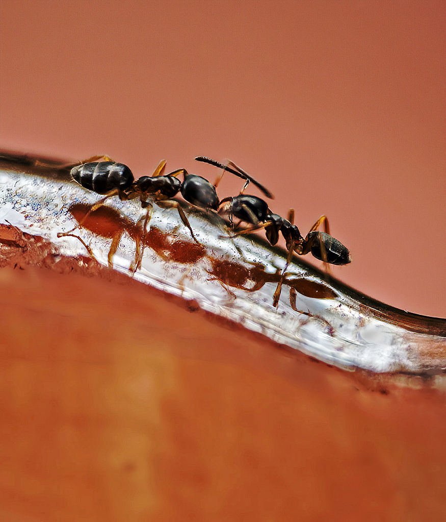 Ant Shadows - ID: 15870947 © Janet Criswell