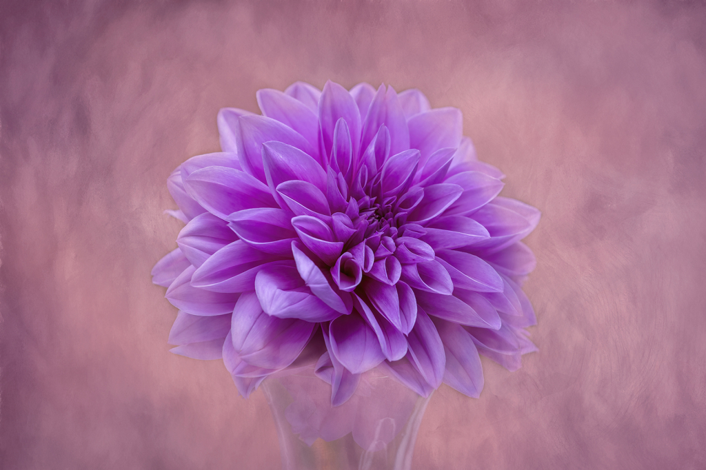 Dahlia