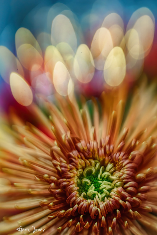 Festive Spider Mum