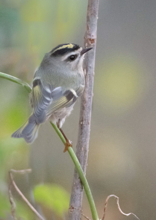 The Back of the Golden Crowned Kinglet