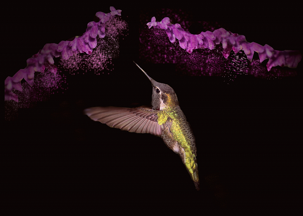 Hummingbird Abstract