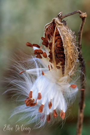 Milkweed Pods Bursting