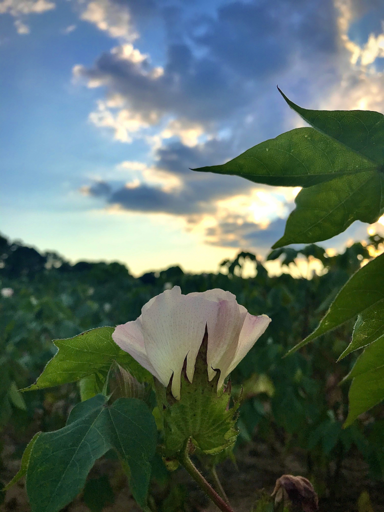 Cotton Blossom at Sunset 