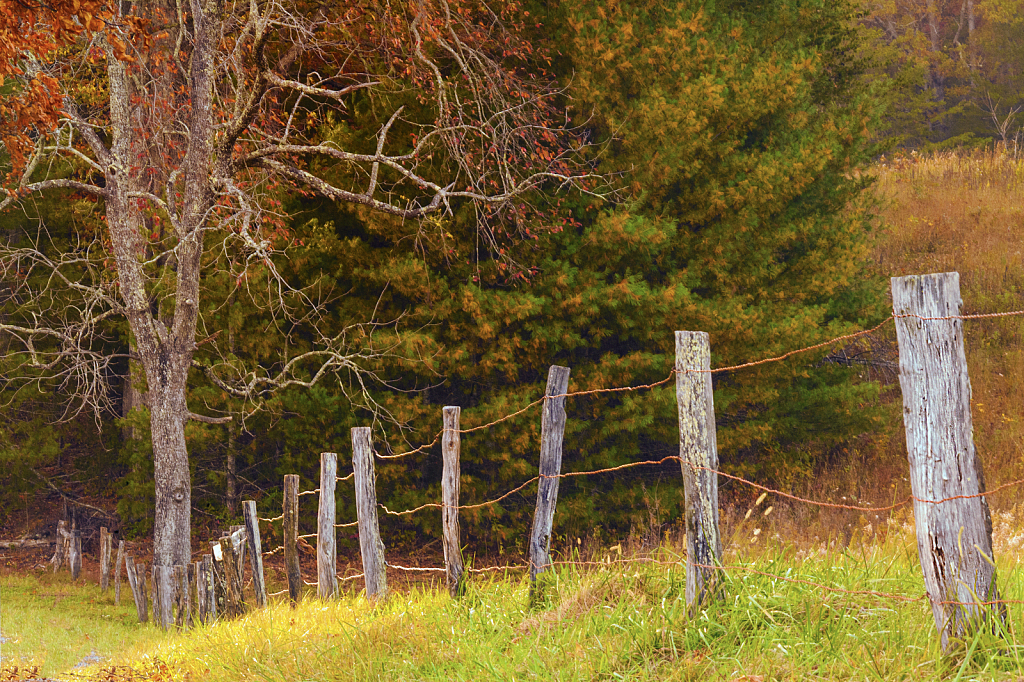 Autumn Fence