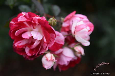 Hershey Red & White Rose...