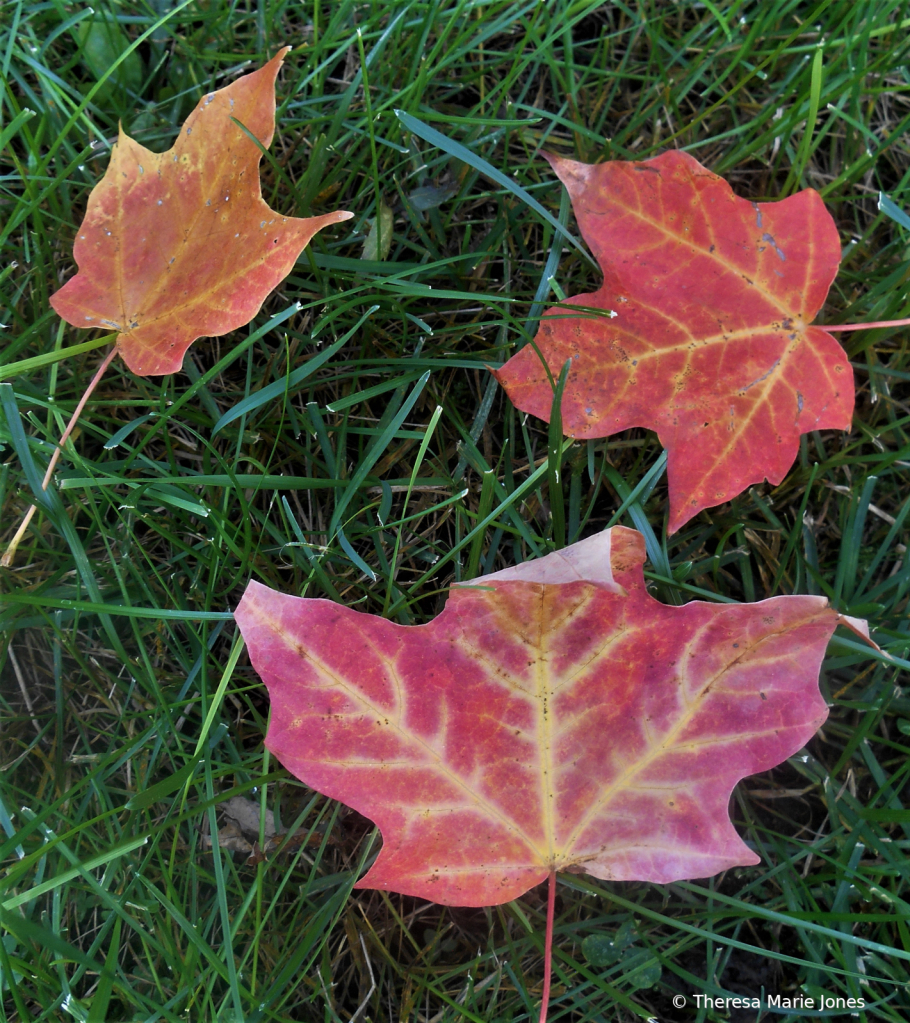 Fall Leaves - ID: 15871135 © Theresa Marie Jones