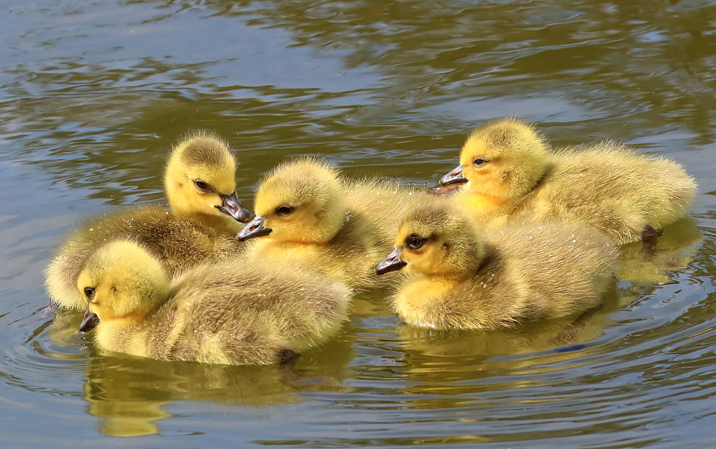 Five Babies