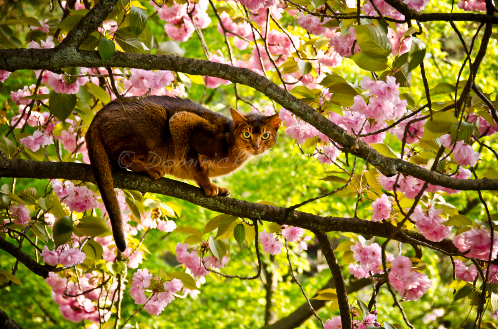 ~ ~ CHERRY BLOSSOM CAT ~ ~