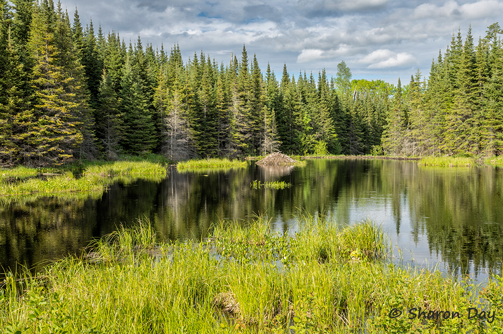 Along the Gunflint