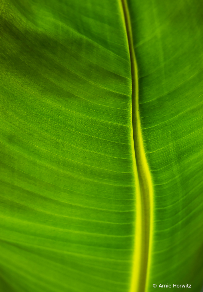 Banana Leaf