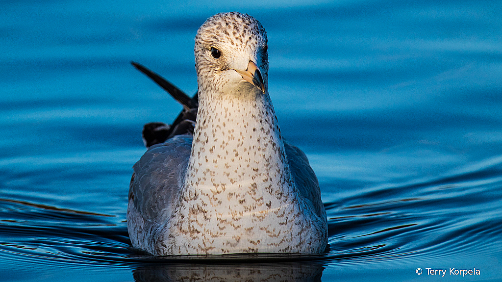 California Gull-1st Cycle