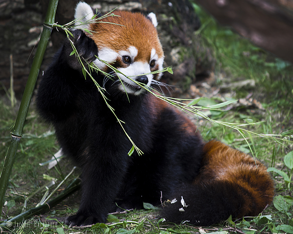 Red Panda - ID: 15871559 © Jacquie Palazzolo