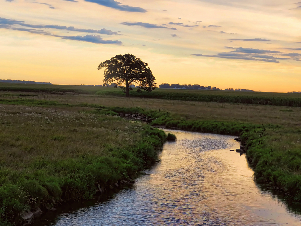 Stream And A Lone Tree